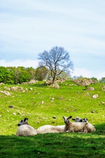 Sheep and farm in Lake District National Park, Coniston Water, Cumbria, England, United Kingdom