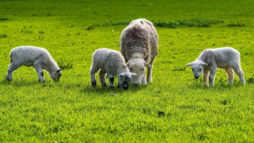 Sheep and farm in Lake District National Park, Coniston Water, Cumbria, England, United Kingdom