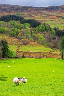 Sheeps on farms in West Highlands Farms, Scotland, UK