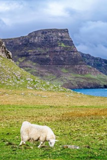 Sheeps on farms over Neist Point Lighthouse, Isle of Skye, Scotland, UK