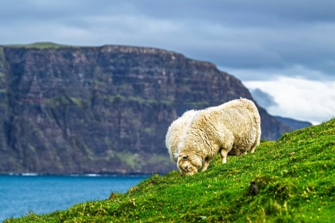 Sheeps on farms over Neist Point Lighthouse, Isle of Skye, Scotland, UK
