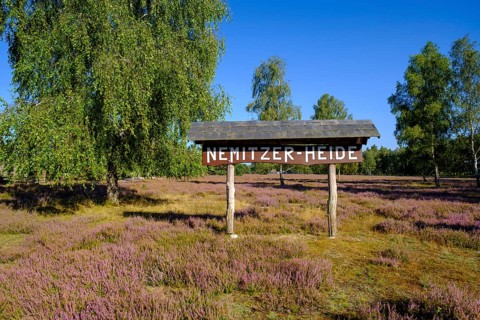 Broom heather blossom, Nemitzer Heide, Wendland-Elbe nature park Park, Lower Saxony, Germany