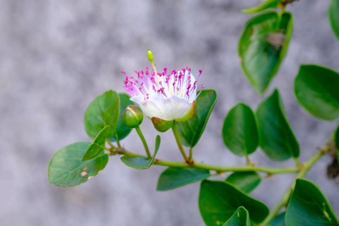 Caper bush (Capparis spinosa), Salo, on Lake Garda, Lombardy, Italy