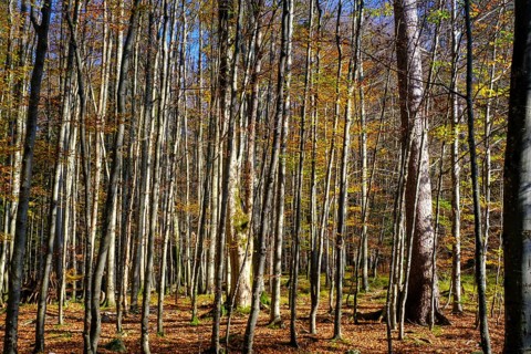 Trees in the forest near the Lainbach waterfalls, Lainbach, Lainbachtal, Kochel am See, Upper