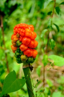 Common arum (Arum maculatum) at Pyrmont Castle, on the Elz, Southern Eifel, Rhineland-Palatinate,