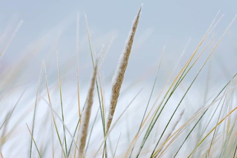 Beach grass (Ammophila arenaria) covered with snow, close-up, dune landscape of Norddeich, North