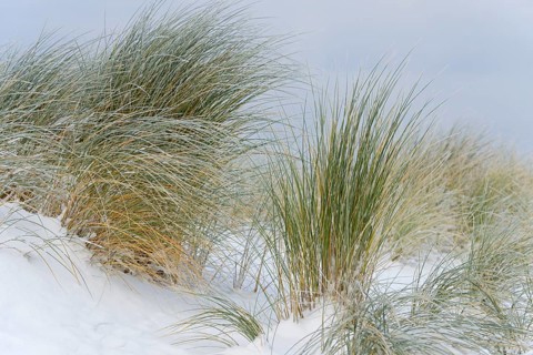 Marram grass (Ammophila arenaria) in the snow-covered dune landscape of Norddeich, North Sea, Lower