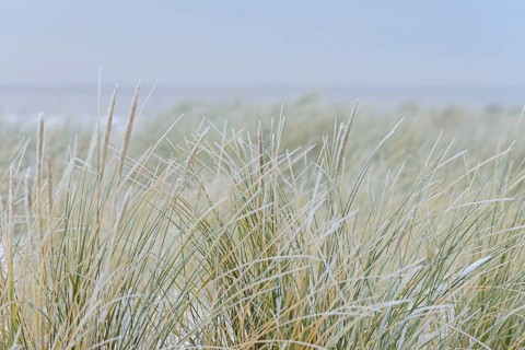 Beach grass (Ammophila arenaria) covered with snow, dune landscape of Norddeich, North Sea, Lower