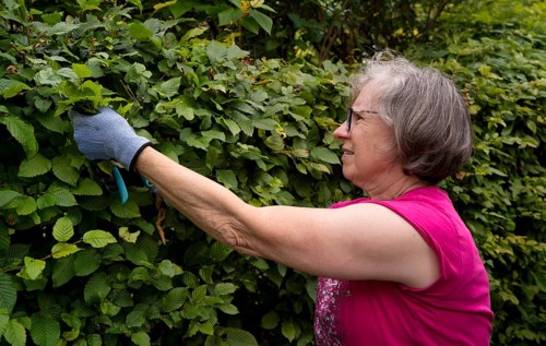 Elderly woman gardening, cutting, trimming hedge, wearing gloves, Stuttgart, Baden-Württemberg,