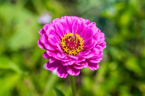 Garden zinnia, zinnia (Zinnia elegans), colour pink, single flower, North Rhine-Westphalia, Germany