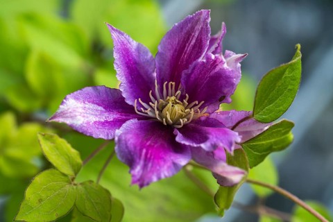 Clematis flower, colour pink, single flower, North Rhine-Westphalia, Germany