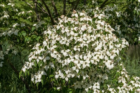 Flowering dogwood (Cornus kousa), white flowers, bush, North Rhine-Westphalia, Germany