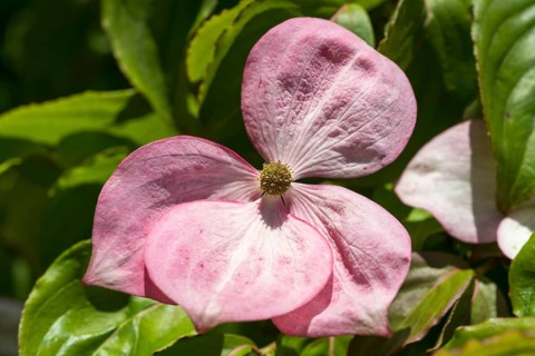 Flowering dogwood (Cornus kousa), single pink flower, North Rhine-Westphalia, Germany