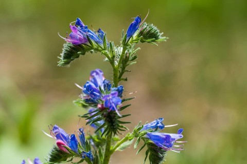 Echium callithyrsum (Echium vulgare), blue flowers, North Rhine-Westphalia, Germany