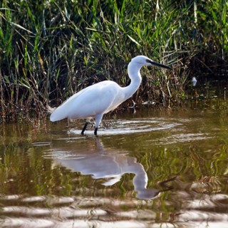 Little Egret (Egretta garzetta) in the pond, looking for food, Pont de Gau Bird Park, Camargue,