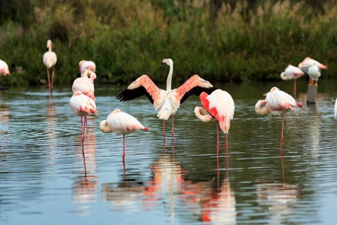 Pink flamingos (Phoenicopterus roseus), standing in the water, wings spread out, Pont de Gau bird
