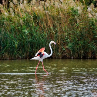 Pink flamingo (Phoenicopterus roseus) striding through water, Pont de Gau bird park, Camargue,