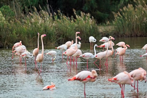 Pink flamingos (Phoenicopterus roseus), standing in the water, Pont de Gau bird park, Camargue,