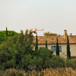 Pink flamingo (Phoenicopterus roseus) flying over a house, Pont de Gau bird park, Camargue, France