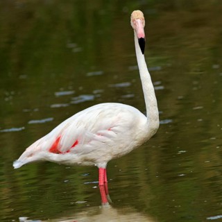 Pink flamingo (Phoenicopterus roseus), looking into the camera, Pont de Gau bird park, Camargue,