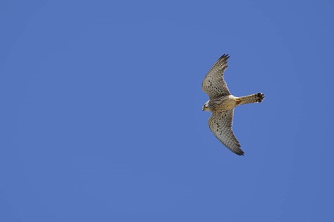 Lesser kestrel (Falco naumanni), female in flight, Alentejo, Portugal