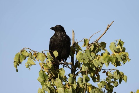 Raven crow or carrion crow (Corvus corone), North Rhine-Westphalia, Germany