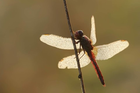 Scarlet Dragonfly (Crocothemis erythraea), male with dewdrops in backlight, North Rhine-Westphalia,