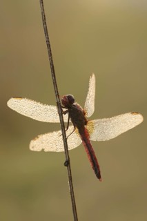 Scarlet Dragonfly (Crocothemis erythraea), male with dewdrops in backlight, North Rhine-Westphalia,