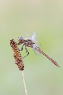 Vagrant darter (Sympetrum vulgatum), male, North Rhine-Westphalia, Germany