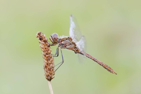 Vagrant darter (Sympetrum vulgatum), male, North Rhine-Westphalia, Germany