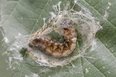 Rose owl (Thyatira batis), caterpillar pupating, North Rhine-Westphalia, Germany