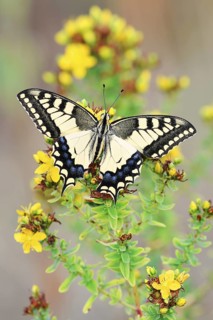 Swallowtail (Papilio machaon), North Rhine-Westphalia, Germany