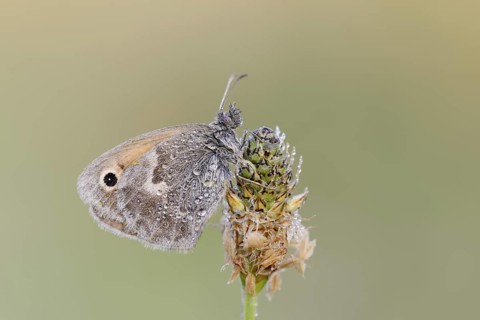 Small heath or small hay butterfly (Coenonympha pamphilus) with dewdrops, North Rhine-Westphalia,