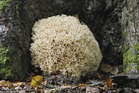 Wood Cauliflower fungus or fat hen (Wood Cauliflower crispa), Bavarian Forest National Park,