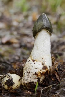 Common stinkhorn (Phallus impudicus), North Rhine-Westphalia, Germany