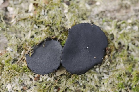 Black bulgar (Bulgaria inquinans), North Rhine-Westphalia, Germany