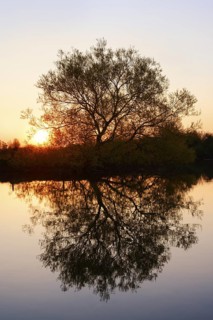 Silver willow (Salix alba) by the river Lippe at sunrise, North Rhine-Westphalia, Germany