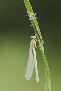 Willow Emerald Damselfly (Chalcolestes viridis) freshly hatched dragonfly and exuvia, North
