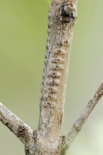 Willow Emerald Damselfly (Chalcolestes viridis), branch with eggs from which the larvae have