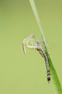 Willow Emerald Damselfly (Chalcolestes viridis) hatching, hatching, larva, dragonfly larva, North