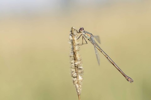 Willow Emerald Damselfly (Chalcolestes viridis), female, North Rhine-Westphalia, Germany