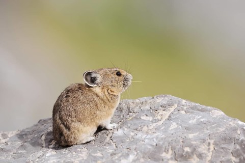 American pika (Ochotona princeps) sitting on a rock and eating blades of grass, Jasper National