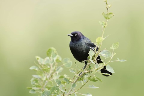 Purple Blackbird (Euphagus cyanocephalus), male, Waterton Lakes National Park, Alberta, Canada