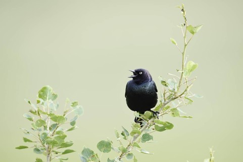 Purple Blackbird (Euphagus cyanocephalus), singing male, Waterton Lakes National Park, Alberta,