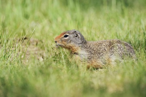 Columbia ground squirrel (Urocitellus columbianus, Spermophilus columbianus), British Columbia,