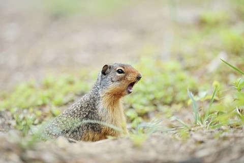 Columbia ground squirrel (Urocitellus columbianus, Spermophilus columbianus) looks out of its