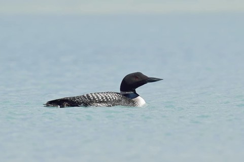 Common loon (Gavia immer), Banff National Park, Alberta, Canada