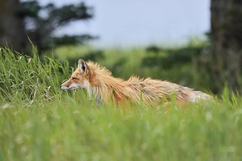 Red fox (Vulpes vulpes), Waterton Lakes National Park, Alberta, Canada