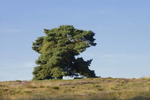 Scots pine or Scots pine (Pinus sylvestris) in heathland, Westruper Heide, North Rhine-Westphalia,