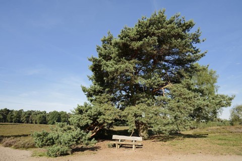Scots pine or common pine (Pinus sylvestris) and bench in heathland, Westruper Heide, North